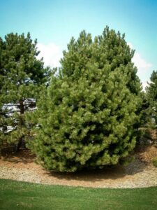 Сосна Чёрная (Pinus Nigra) купить по цене от 270.00р. в интернет-магазине «Посадика» с доставкой почтой в в Стрежевойе и по всей России – [изображение №1].