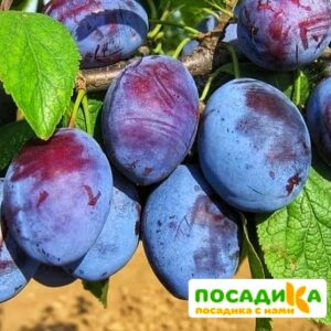 Слива Чачакская ранняя купить по цене от 229.00р. в интернет-магазине «Посадика» с доставкой почтой в в Стрежевойе и по всей России – [изображение №1].