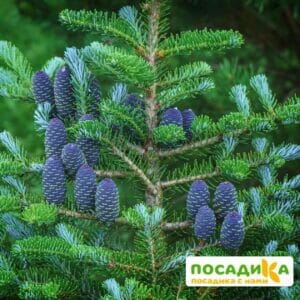 Пихта корейская (Abies koreana) купить по цене от 450.00р. в интернет-магазине «Посадика» с доставкой почтой в в Стрежевойе и по всей России – [изображение №1].