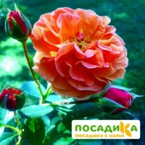 Роза Арабия купить по цене от 350.00р. в интернет-магазине «Посадика» с доставкой почтой в в Стрежевойе и по всей России – [изображение №1].