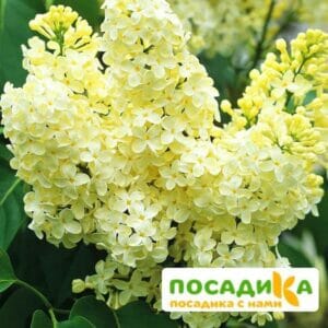 Сирень Примроуз (Primrose) купить по цене от 529.00р. в интернет-магазине «Посадика» с доставкой почтой в в Стрежевойе и по всей России – [изображение №1].