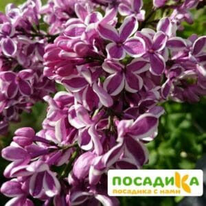 Сирень Сенсация купить по цене от 529.00р. в интернет-магазине «Посадика» с доставкой почтой в в Стрежевойе и по всей России – [изображение №1].