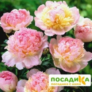 Пион Распберри Сандей (Paeonia Raspberry Sundae) купить по цене от 959р. в интернет-магазине «Посадика» с доставкой почтой в в Стрежевойе и по всей России – [изображение №1].