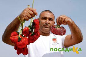 Клубника Гигант Джорнея купить по цене от 266р. в интернет-магазине «Посадика» с доставкой почтой в в Стрежевойе и по всей России – [изображение №1].