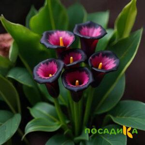 Калла Аура Лейс купить по цене от 400р. в интернет-магазине «Посадика» с доставкой почтой в в Стрежевойе и по всей России – [изображение №1].
