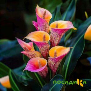 Калла Оникс купить по цене от 450р. в интернет-магазине «Посадика» с доставкой почтой в в Стрежевойе и по всей России – [изображение №1].