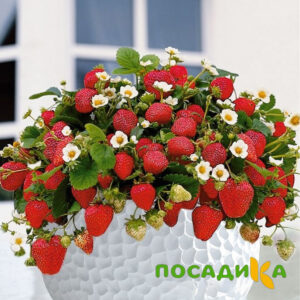 Клубника Рубиновый Шепот (горшечная) купить по цене от 240р. в интернет-магазине «Посадика» с доставкой почтой в в Стрежевойе и по всей России – [изображение №1].