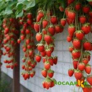 Клубника вьющаяся Комплимент купить по цене от 470р. в интернет-магазине «Посадика» с доставкой почтой в в Стрежевойе и по всей России – [изображение №1].