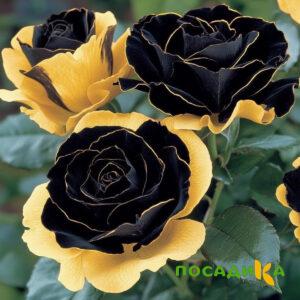 Роза Ханни Сикл купить по цене от 700р. в интернет-магазине «Посадика» с доставкой почтой в в Стрежевойе и по всей России – [изображение №1].