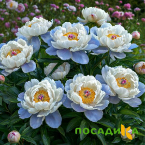 Пион акварельный Этюд купить по цене от 806р. в интернет-магазине «Посадика» с доставкой почтой в в Стрежевойе и по всей России – [изображение №1].