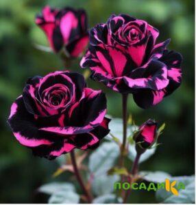 Роза Багровый Шепот купить по цене от 366р. в интернет-магазине «Посадика» с доставкой почтой в в Стрежевойе и по всей России – [изображение №1].