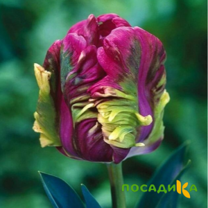 Тюльпан Экзотик Хэвен купить по цене от 186р. в интернет-магазине «Посадика» с доставкой почтой в в Стрежевойе и по всей России – [изображение №1].