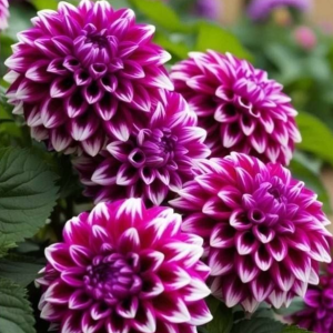 Георгин Кристал Корт купить по цене от 602р. в интернет-магазине «Посадика» с доставкой почтой в в Стрежевойе и по всей России – [изображение №1].