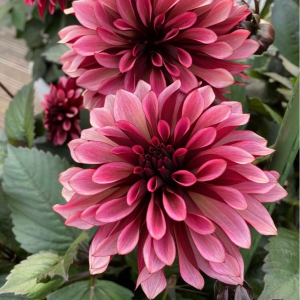 Георгин Перли Сансет купить по цене от 309р. в интернет-магазине «Посадика» с доставкой почтой в в Стрежевойе и по всей России – [изображение №1].