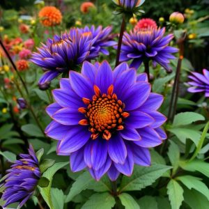 Георгин Лазурит купить по цене от 799р. в интернет-магазине «Посадика» с доставкой почтой в в Стрежевойе и по всей России – [изображение №1].