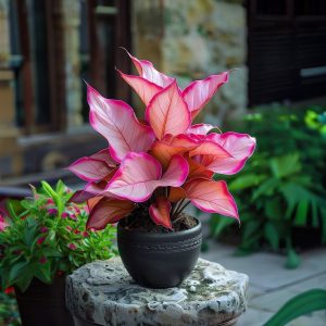 Хоста Розовая Симфония купить по цене от 800р. в интернет-магазине «Посадика» с доставкой почтой в в Стрежевойе и по всей России – [изображение №1].