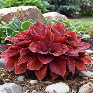 Хоста Малыш Шедевр купить по цене от 421р. в интернет-магазине «Посадика» с доставкой почтой в в Стрежевойе и по всей России – [изображение №1].