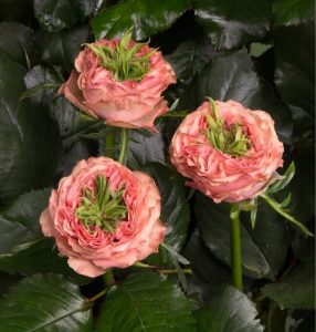 Роза Амбер Инчант купить по цене от 495р. в интернет-магазине «Посадика» с доставкой почтой в в Стрежевойе и по всей России – [изображение №1].