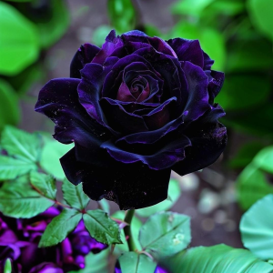 Роза Блэк Пантер купить по цене от 319р. в интернет-магазине «Посадика» с доставкой почтой в в Стрежевойе и по всей России – [изображение №1].